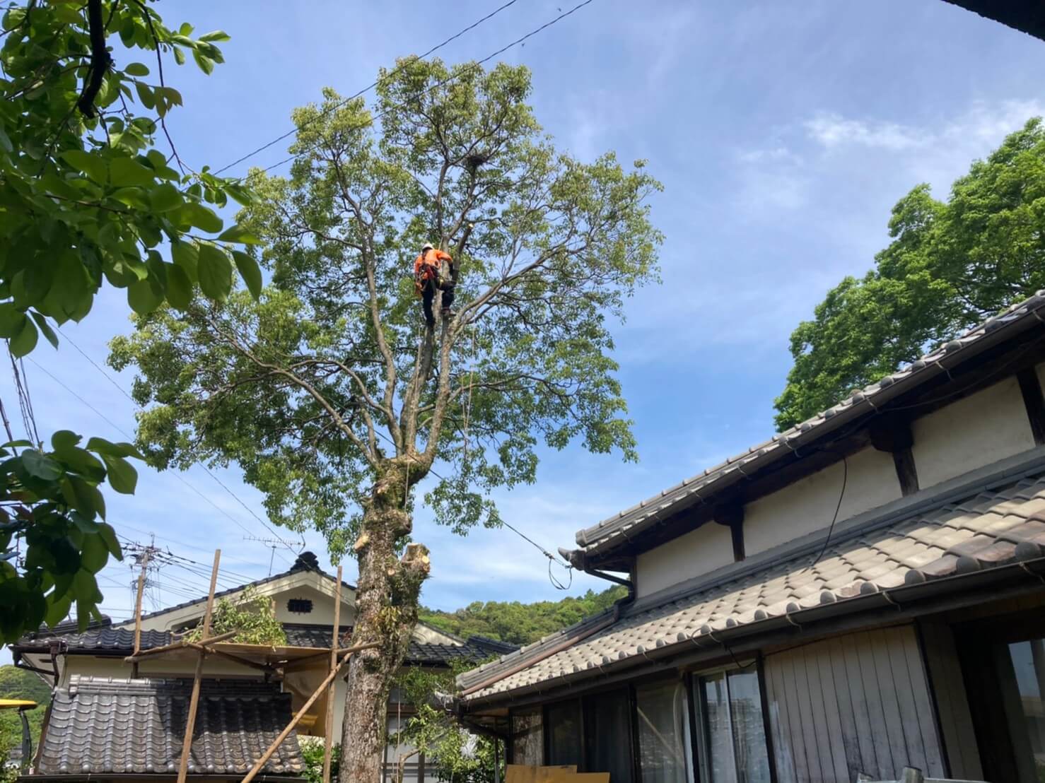 始めにクスノキの周りの構造物を養生後、伐採開始！